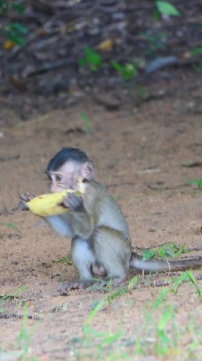 Monkey Troop Around Angkor Wat Temple get Eating 37 #reels | Discover