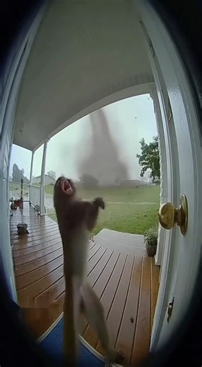 The monkey screams for help. | Family BiBi