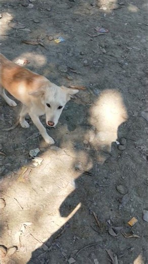 #rottweiler dog barking sound grouling #shorts