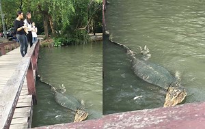 Internet amazed by giant monitor lizard at Silpakorn University | Coconuts