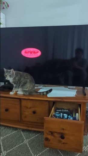 Lolo the Calico Cat hunts the DVD logo | Two Cats and Us