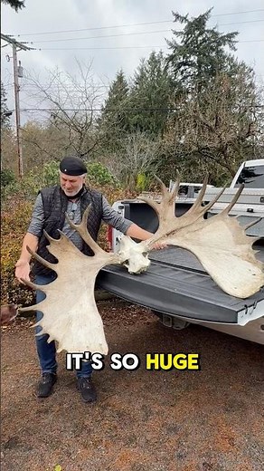 Massive Yukon Moose!!