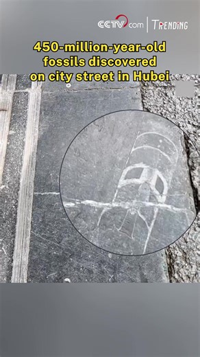25K views · 168 reactions | In a surprising discovery, special patterns resembling bamboo shoots and pagodas were spotted on a road in Xiangyang City, Hubei Province. Experts confirmed they are 450-million-year-old Sinoceras fossils—once ocean-dwelling creatures! A rare glimpse into Earth's deep past, right under our feet. #Trending | CCTV | Facebook