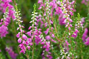 エリカ（エーリカ）歌詞の意味 ドイツ軍歌・行進曲