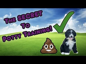 The Secret to Potty Training your AussieDoodle