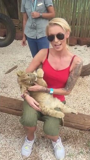 That time the lion cub tried to breast feed!