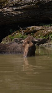 28K views · 567 reactions | Nikki Smith, Curator of the North America...