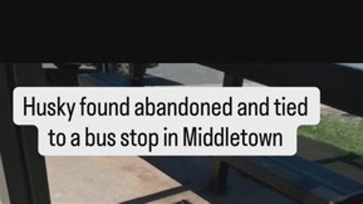 Husky found abandoned and tied to Middletown bus stop
