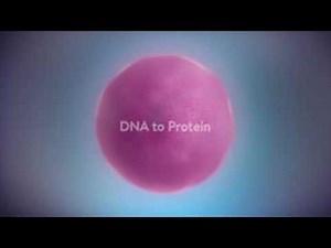 Protein synthesis process (Transcription and Translation)