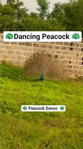 Peacock Dance | Original Dancing Peacock Video