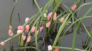 1.5K views · 20 reactions | Apple snails, an invasive pest from South America, are considered to be a plague on Louisiana waterbodies. The snails are a major problem for crawfish farmers, and in extreme cases, have caused farmers to abandon their ponds. | LSU AgCenter | Facebook