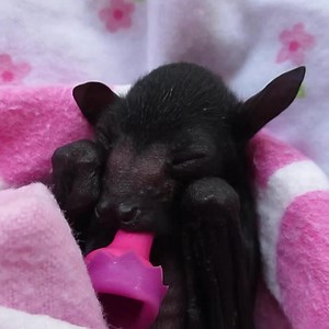 8.6K views · 321 reactions | Take a moment and enjoy this teeny weeny baby bat 驪 | Metro | Facebook