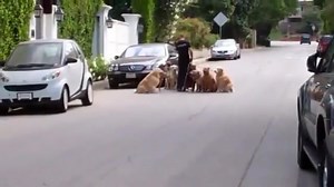 Walk goals! What’s possible for you and your dog? Remember, I too started out with terribly reactive and dog aggressive dogs. I too was overwhelmed, stressed, afraid, and would hide behind cars and cross streets to avoid dog-dog interactions. Fast forward a bit, and here’s a bunch of unrulies all bouncing and behaving like a well-oiled, well-behaved, and well…awesome machine! And those two dogs of mine that were terribly reactive and dog aggressive? They’re right in the middle of the fray. Don’t