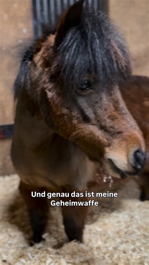 𝐂𝐚𝐫𝐨𝐥𝐢𝐧 | 𝟐𝟖 | 𝐒𝐜𝐡𝐥𝐞𝐬𝐰𝐢𝐠-𝐇𝐨𝐥𝐬𝐭𝐞𝐢𝐧 on Instagram: "Sie kann’s halt ☝️ #pferde #pferdeliebe #shettypower #lachen #horses"