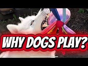 Why Dogs Play | The Science Behind Play, Social Skills & Mental Exercise 🐶