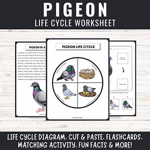Pigeon life cycle worksheet | Birds Science Unit Study Diagram cut & paste