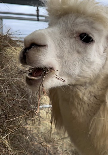 Explore Life at the Kazoo Factory