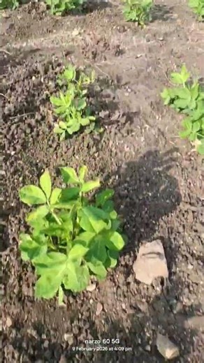 groundnut sowing #viralvideo #amhidudhutpadakshetkari #royalशेतकरी
