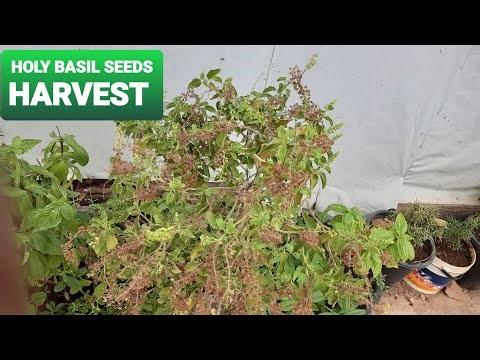 How to harvest holy basil seeds | Tulsi seeds harvest