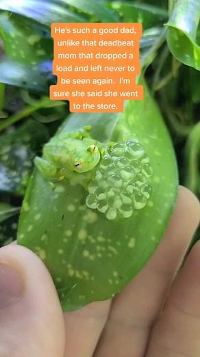 Nick Stacey on TikTok