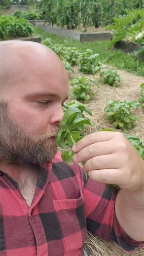 Conserver le Basilic en hiver : le pesto. #jardin #potager #permaculture #Autonomie #ferme #recette #astuce #basilic | Terence Groos - Le Domaine des Simples