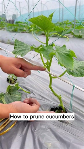 How to Prune Cucumbers: A Beginner's Guide #shorts #plantingtips