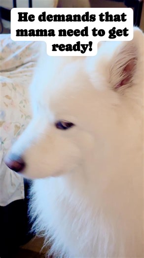 When you have a Samoyed dog you can relate on this one. Non-stop barking when they want something. They are very pushy and intelligent. I want it now thing is one of their characters, but they are pack lovers. They don't do good alone. That's why they bark so much. Ukko is well trained. But instinctively still has character of his own that he uses due to the fact 😆 that he is lil too spoiled.😁. #ukko #furbaby #spoiled #samoyed #family #love #highlight #everyone | ItsUkko Da SmilingSammy