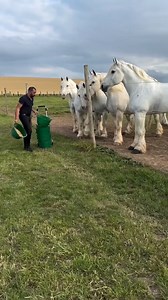 436K views · 10K reactions | Ce cai frumosi❤ | Trăiește Românește | Facebook