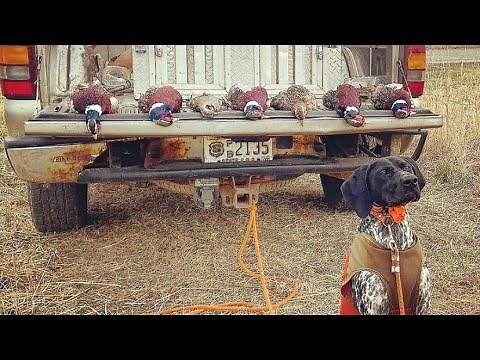 German Shorthair Pointer Pheasant Hunt New Jersey