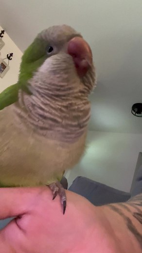 #parrot #birdsoftiktok #foryoupage #funny #fu #viral #parrotsoftiktok