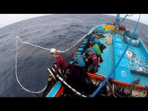 Câu mực tươi làm mồi cho cá ngừ đại dương Fresh squid is caught to use as bait for tuna