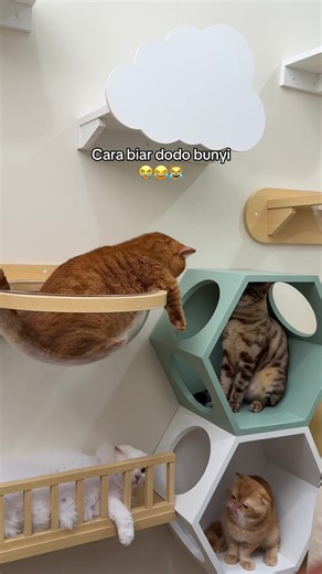 Dodo bunyi kalau marah aja digodain kakak fadil #kucing #kucinglucu #catsoftiktok
