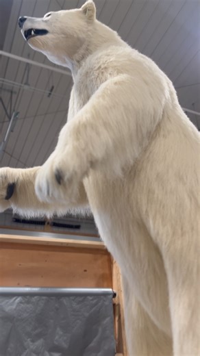 2.8K views · 89 reactions | It’s starting to snow! Wrapping up another of our recreation polar bears. | Advanced Taxidermy | Facebook