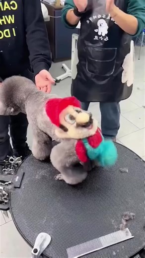 Dyeing Your Dog's Fur: A Fun Experience