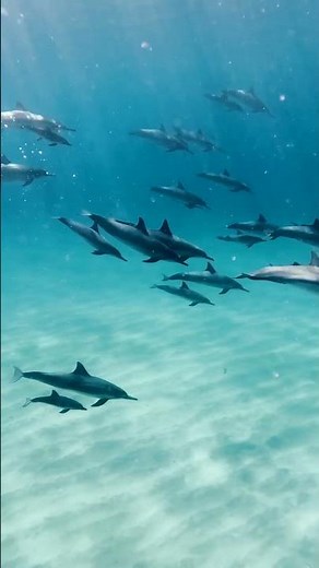 Marine Animals Are Dying from Plastic Pollution