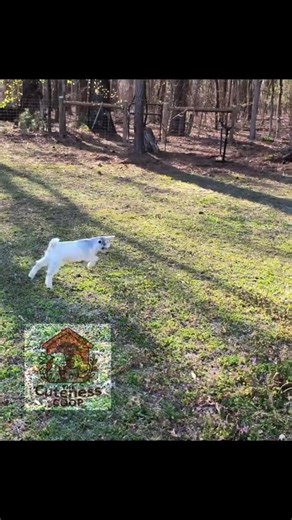Tiny Goat Sisters Living Their Best Life! #animalshorts #minigoats #farmlife #babyanimals