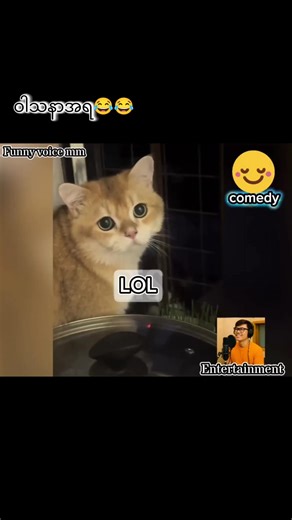 အဆင့်ရှိတဲ့ကြောင်ပါသခင်😊 #funny #comedyvideo #voiceover #animals #fypシ゚viral