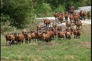 1.9K views · 24 reactions | BARBADOS BLACK BELLY SHEEP IN FOCUS The preservation of the Barbados belly sheep is again on the discussion table. | CBC News Barbados | Facebook