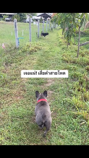 1.2K views · 1.5K reactions | หนูไปไอใส่เค้าทำไมลูก 藍藍#หมาน่ารัก #เฟร้นช์บลูด็อก #ดำพิบูลฯ #frenchie #ทาสหมา #FrenchBulldog #คลิปสั้นสร้างรายได้ | Kukkai Prasanson | Facebook