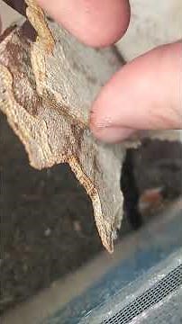 Surinam roach! South East Asian roach species found in the US - roach breeding