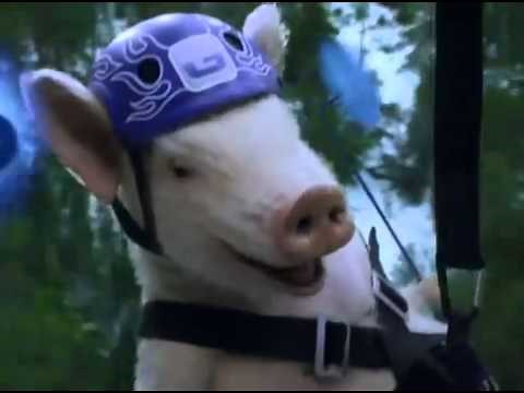 Geico Commercial -- Ziplining Pig Screams Wee