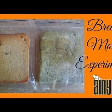 Bread Mold /Fungus Experiment for Grade 5_6