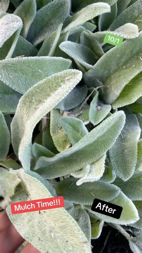 Mulch Time!!! 10/1., Lanscaping on point now…💯💯💯