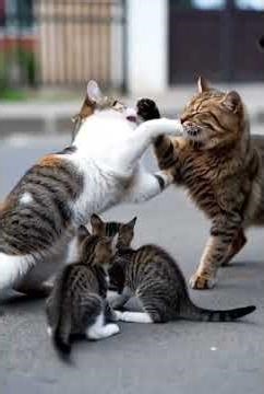 🔥 Mother Cat Fights a Ferocious Attacker to Protect Her Kittens 😱 | Shocking Instinct