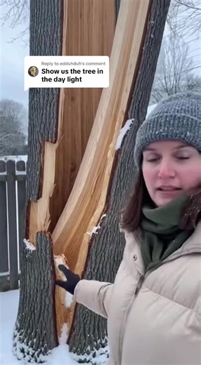 Tree Explodes in Cold Weather: What Happened?