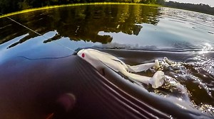 100K views · 1.6K reactions | We tested out the new ultra-durable Zoom Frog. Watch the full video at: bit.ly/FLWZoomFrog | MLF5 | Facebook