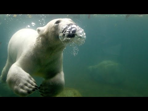 Video graphic: These animal species are threatened with extinction