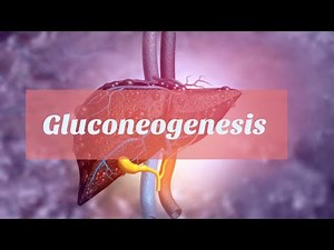 Gluconeogenesis Lec 6 شرح