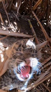 This baby was found crying for his mom...🥹 Just wait for the moment he sees her again! Keep up with more rescues from Wildlife SOS on Instagram: https://thedo.do/Wildlifesos and learn more about donating: http://thedo.do/wildlifesos | The Dodo