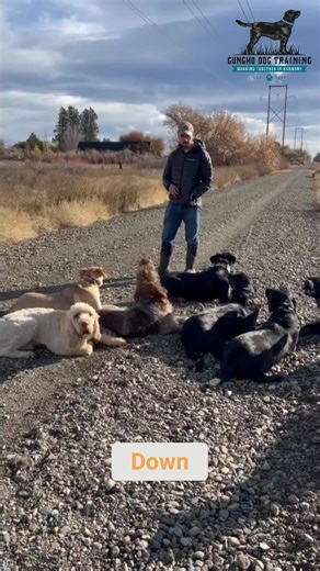 If we can train multiple dogs at once I'm 100 percent confident you can train your dog. I didn't know anything about training when I started and now I have a simple framework anyone can follow to reach new levels of success